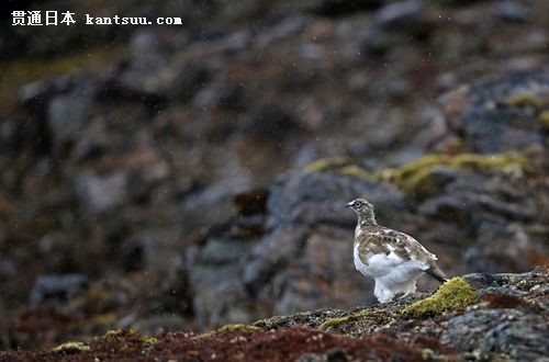 EF超长焦镜头探索北极冰雪世界中的动物 EF 500mm f/4L IS USM
