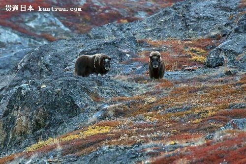 EF超长焦镜头探索北极冰雪世界中的动物 EF 500mm f/4L IS USM