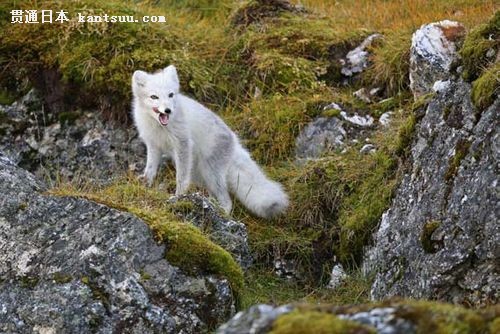 EF超长焦镜头探索北极冰雪世界中的动物 EF 500mm f/4L IS USM